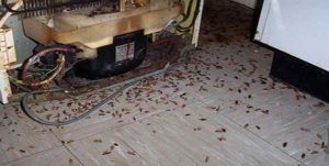 Поморить тараканов в квартире в Ангарске, цены