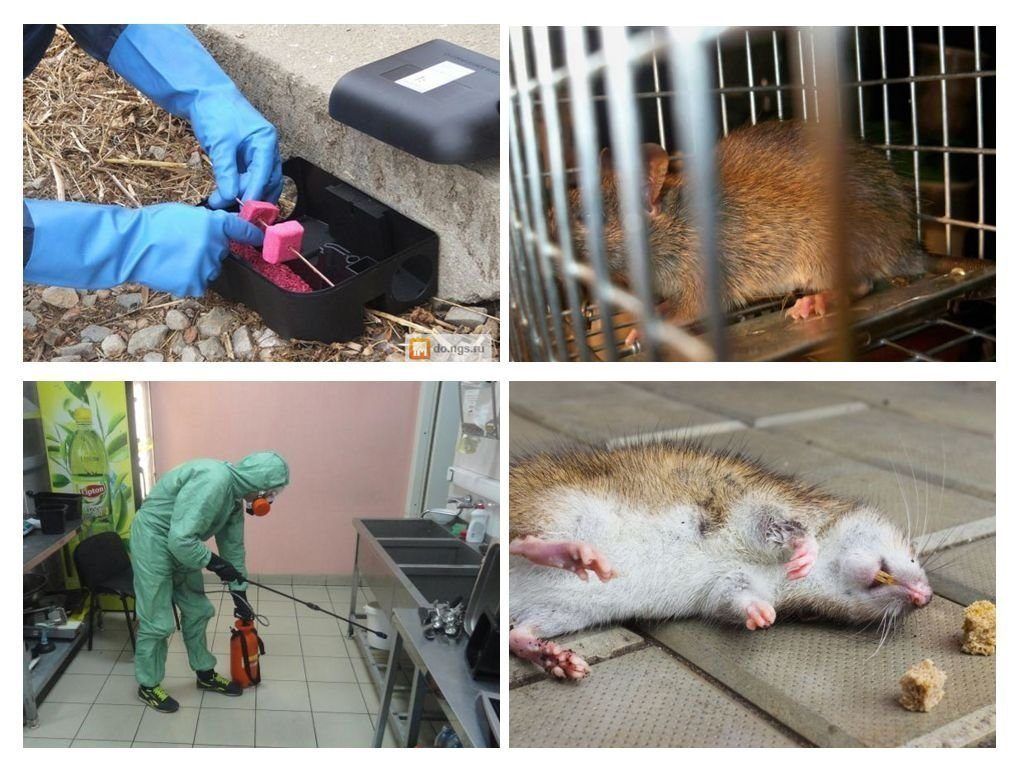 Дератизация от грызунов от крыс и мышей в Ангарске