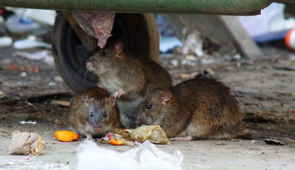 Травить грызунов крыс и мышей в Ангарске