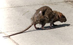 Фирма по уничтожению грызунов, крыс и мышей в Ангарске
