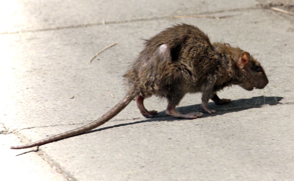 как избавиться от крыс в частном доме