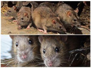 Травить грызунов крыс и мышей в Ангарске