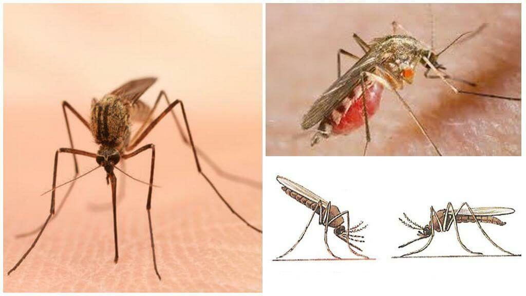 Уничтожение комаров в Ангарске