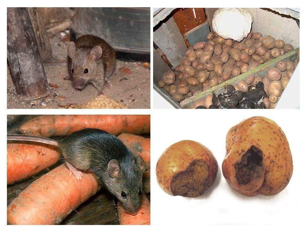 Обработка от грызунов крыс и мышей в Ангарске