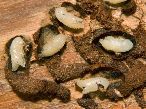 Как избавиться от жуков короедов в деревянной бане?