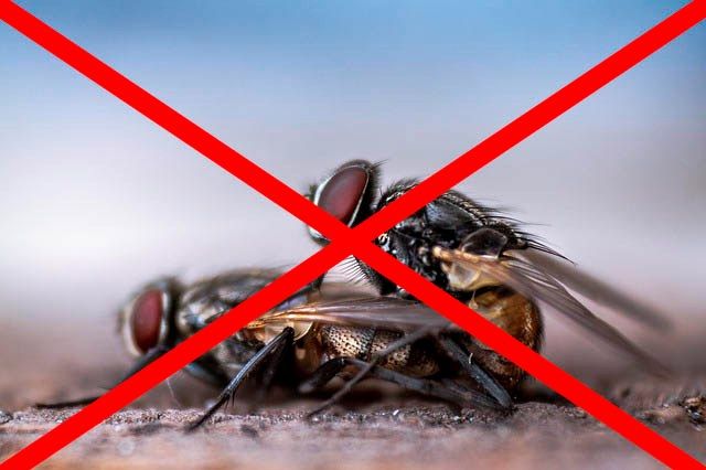 Профессиональное уничтожение мух в Ангарске с гарантией