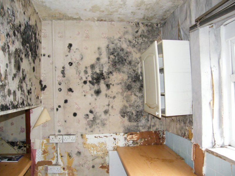 Черная плесень на стенах в квартире как избавиться?
