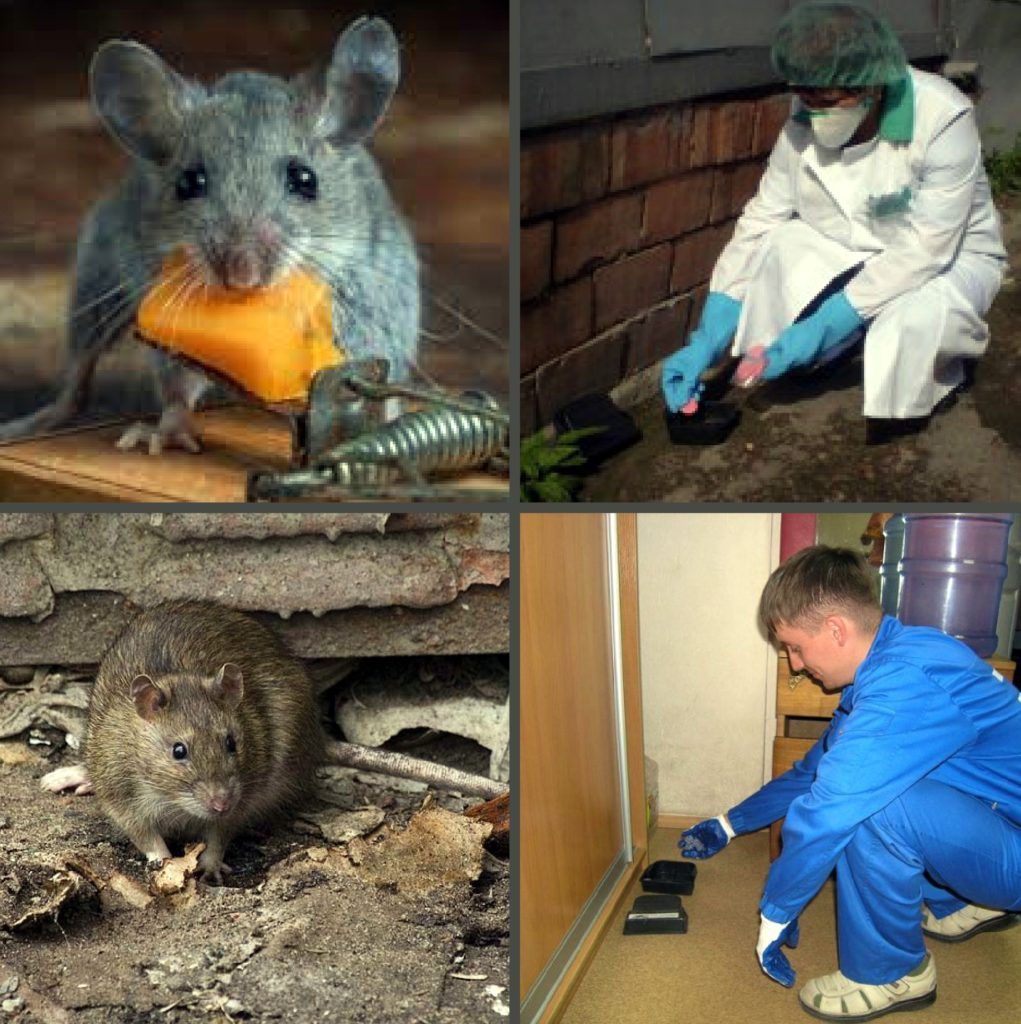 Дезинфекция от грызунов, крыс и мышей в Ангарске