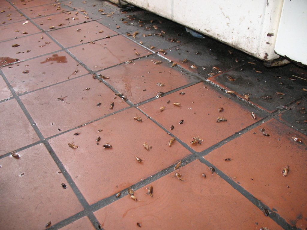 Уничтожение тараканов в квартире в Ангарске 