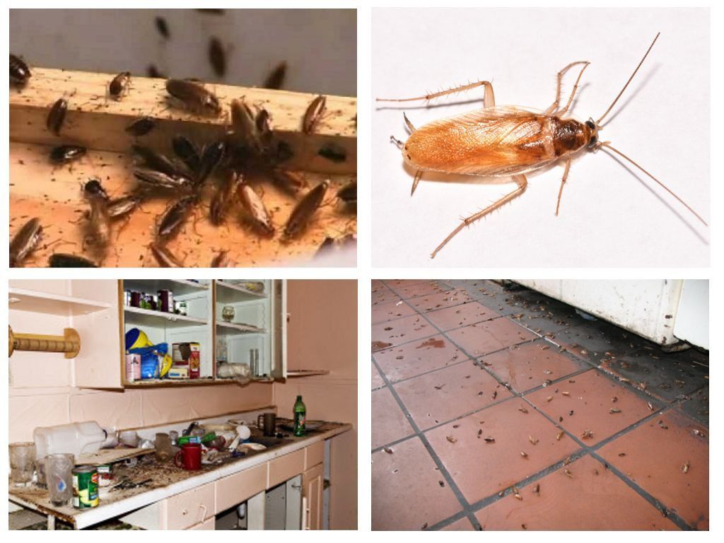 Морить тараканов в квартире в Ангарске, цены