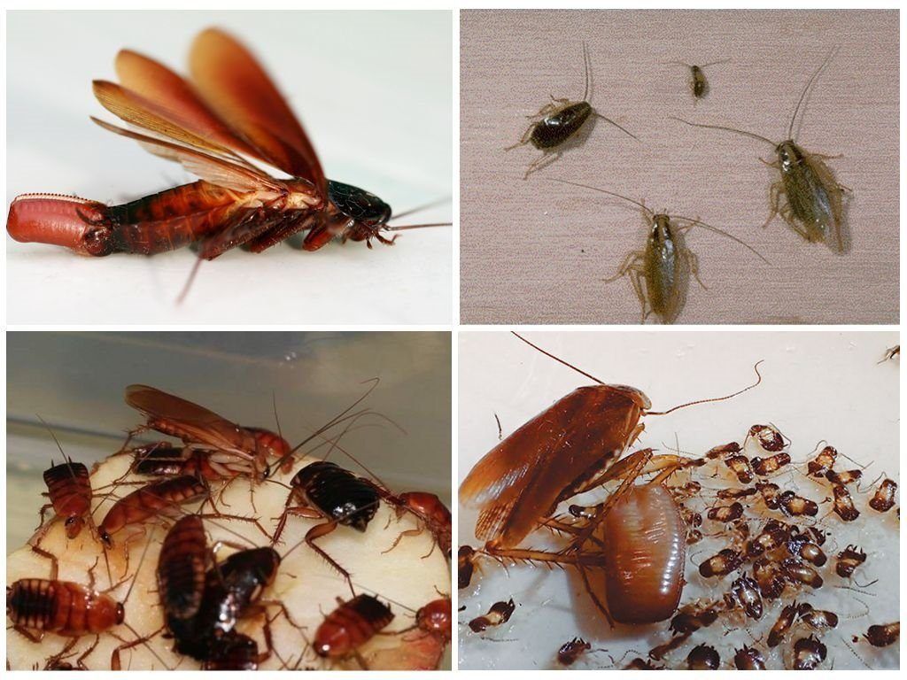 Уничтожение тараканов в квартире в Ангарске 