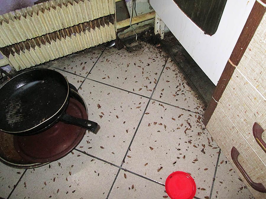 Санэпидемстанция от тараканов в Ангарске, вызвать, цены